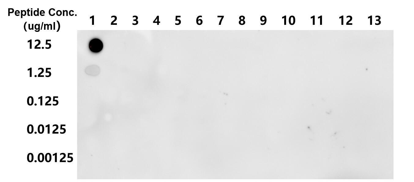 Dot Blot experiment of peptide using 82902-1-RR (same clone as 82902-1-PBS)